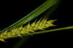 Hairyfruit sedge